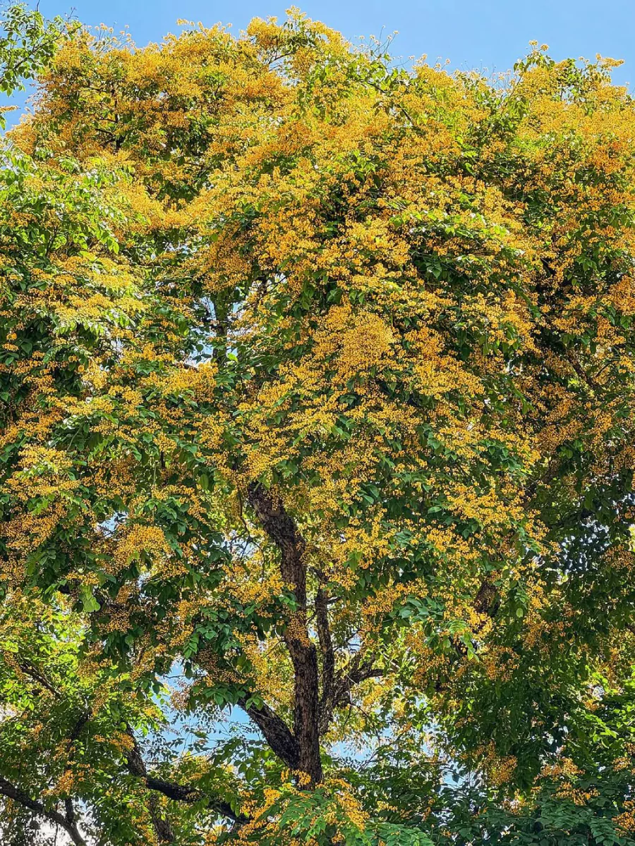 Pohon angsana besar dengan daun dan bunga yang rimbun berwarna kuning.