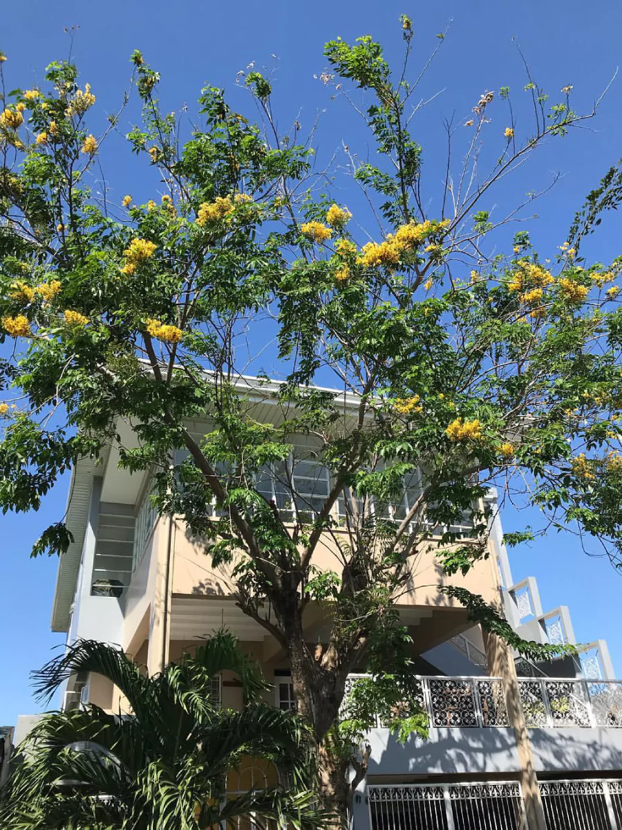 Pohon angsana ukuran sedang di depan rumah.
