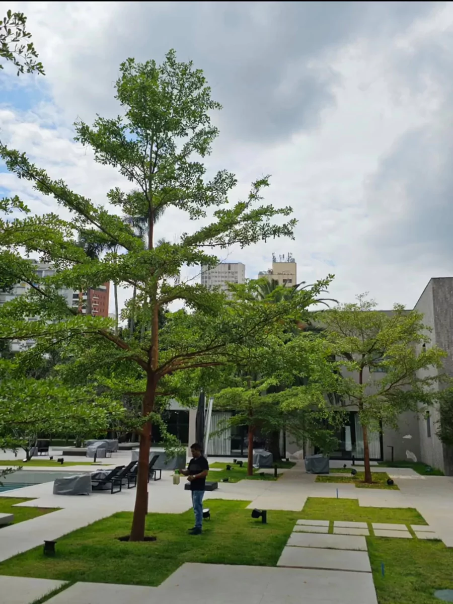 Pohon ketapang kencana di taman.