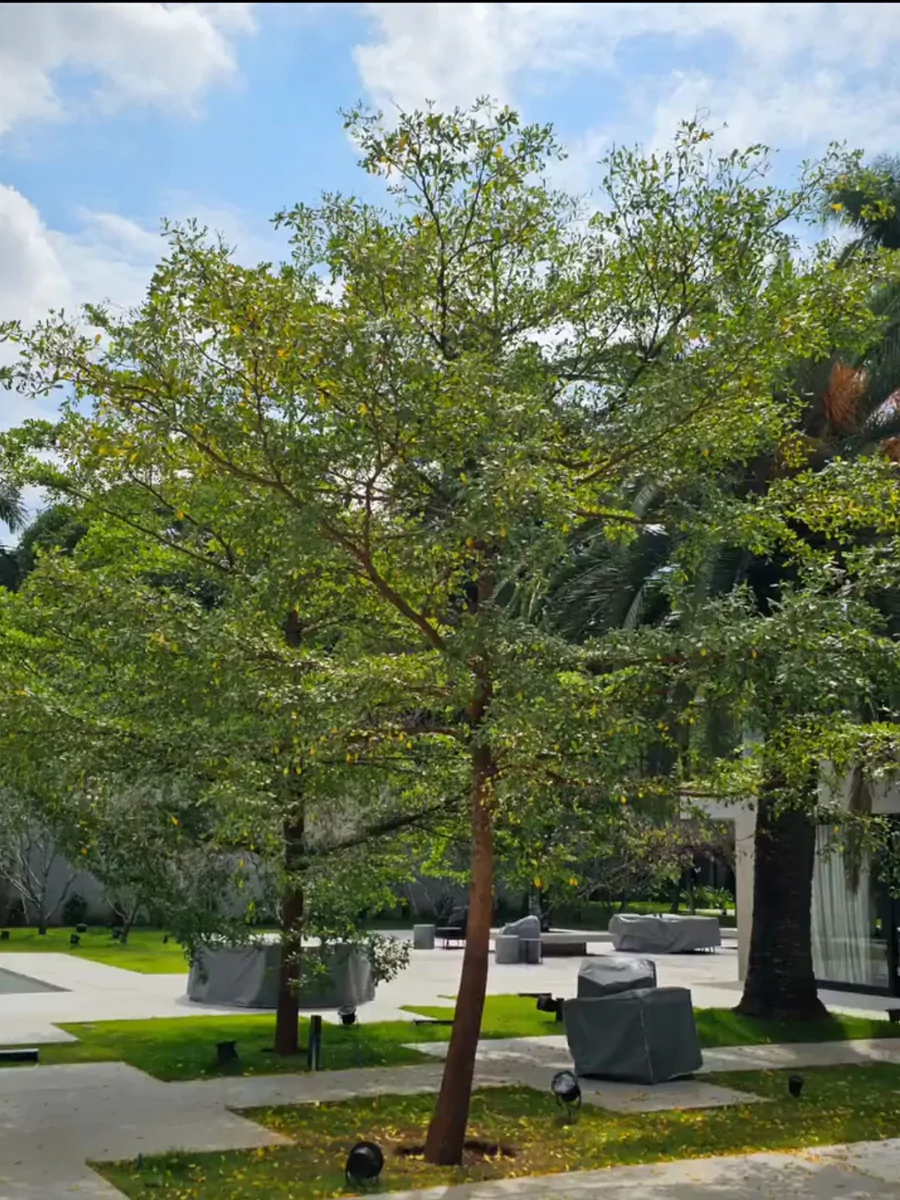 Pohon ketapang kencana di taman.