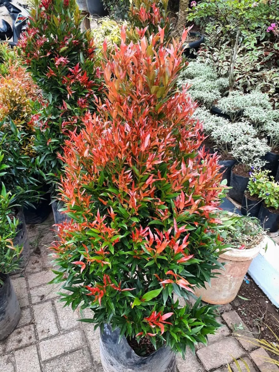 Tanaman pucuk merah beserta tanaman lainnya di dalam pot.