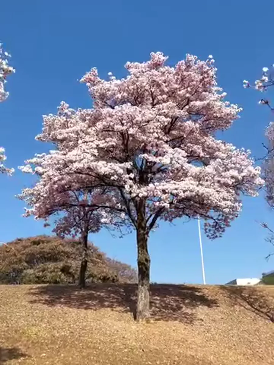Pohon tabebuya berwarna merah muda di taman yang rumputnya mengering