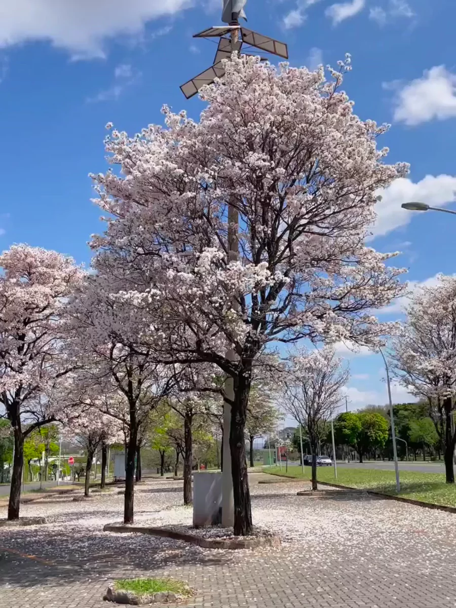 Banyak pohon tabebuya berwarna merah muda di taman.