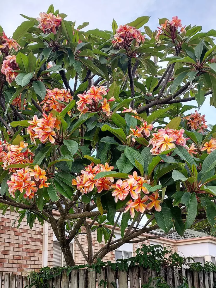 Pohon kamboja dengan bunga berwarna oranye dan merah muda