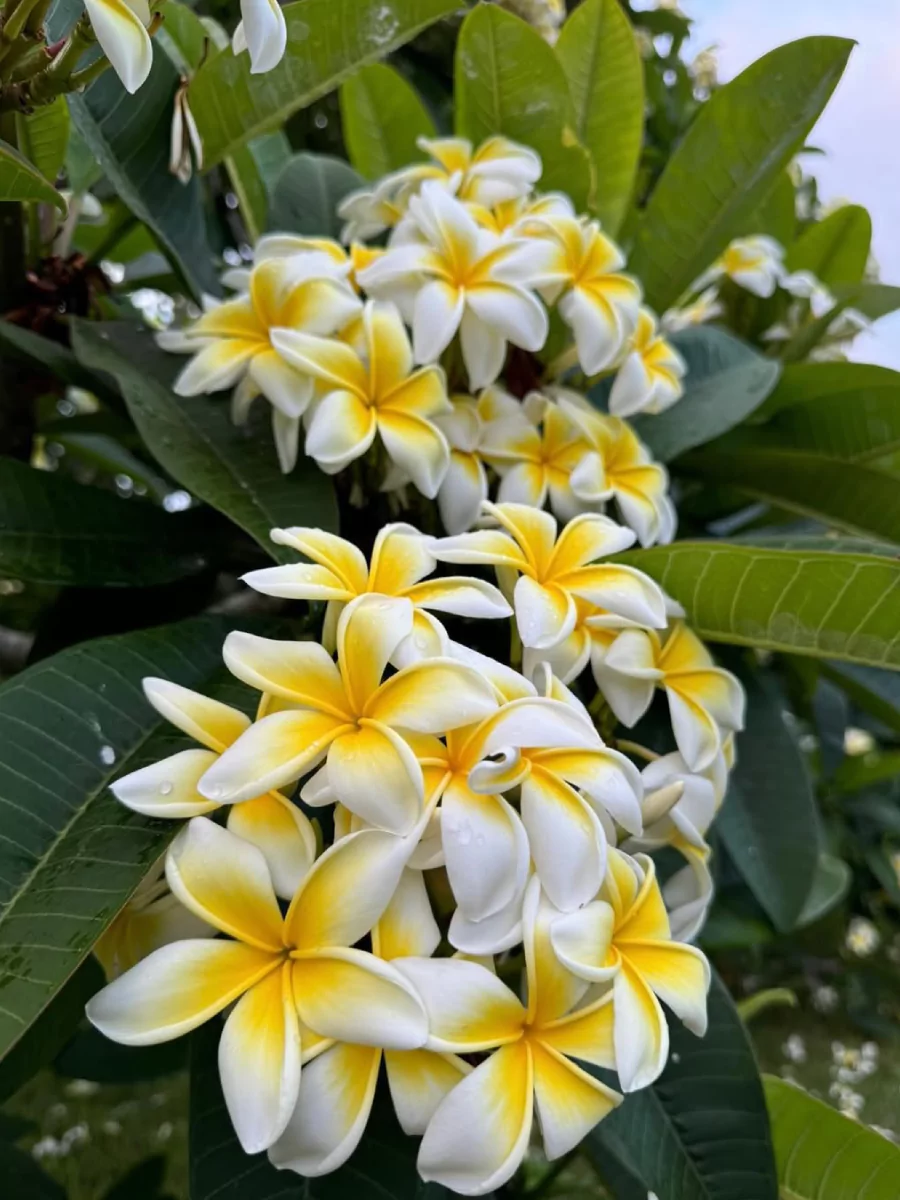 Bunga pohon kamboja berwarna putih kuning.