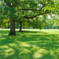 Banyak pohon yang ditanam rapi di lapangan hijau.