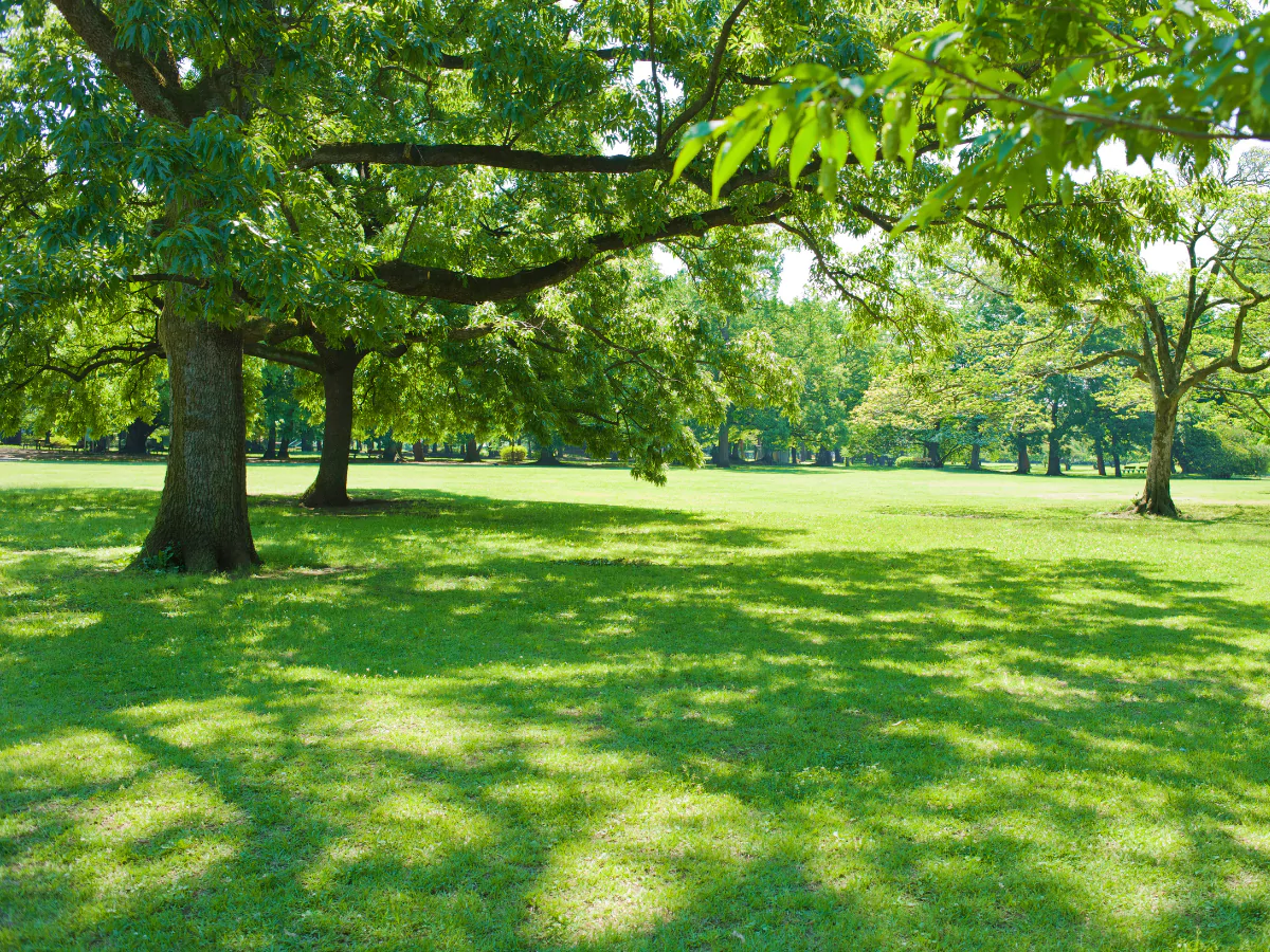 Banyak pohon yang ditanam rapi di lapangan hijau.