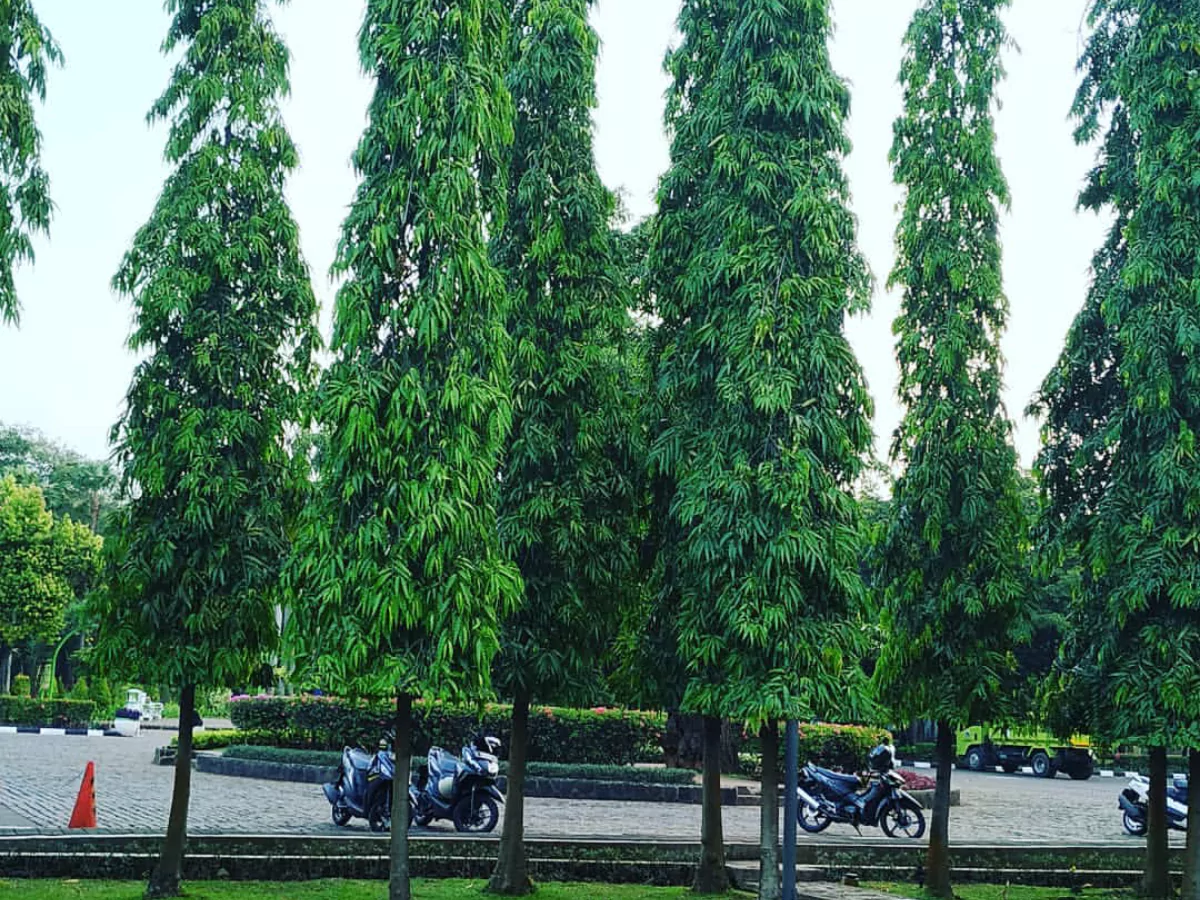 Pohon Glodokan Tiang