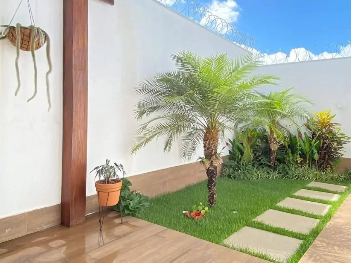 Pohon palem kuning yang ditanam di taman kecil rumah.