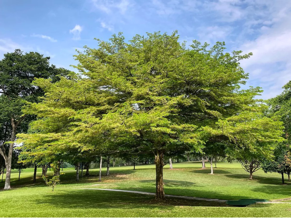 Pohon Ketapang Kencana