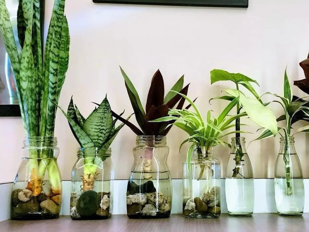 Tanaman hias lidah mertua, lili paris, dan sirih gading yang hidup di dalam pot air transparan.