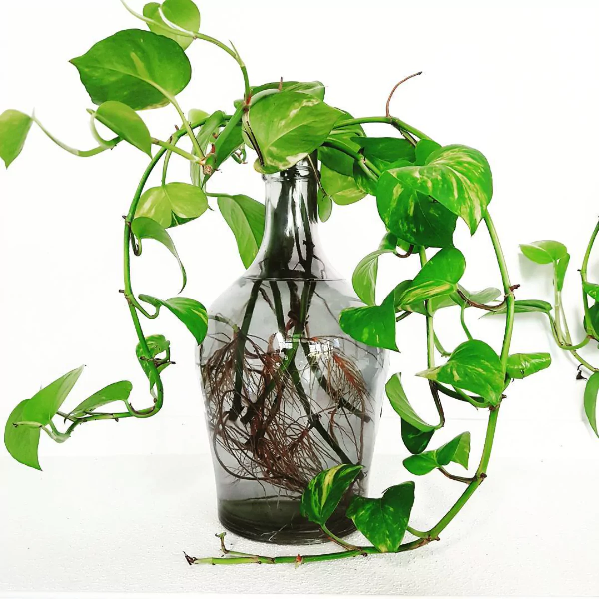 Tanaman sirih gading di dalam pot botol kaca yang berisi air.