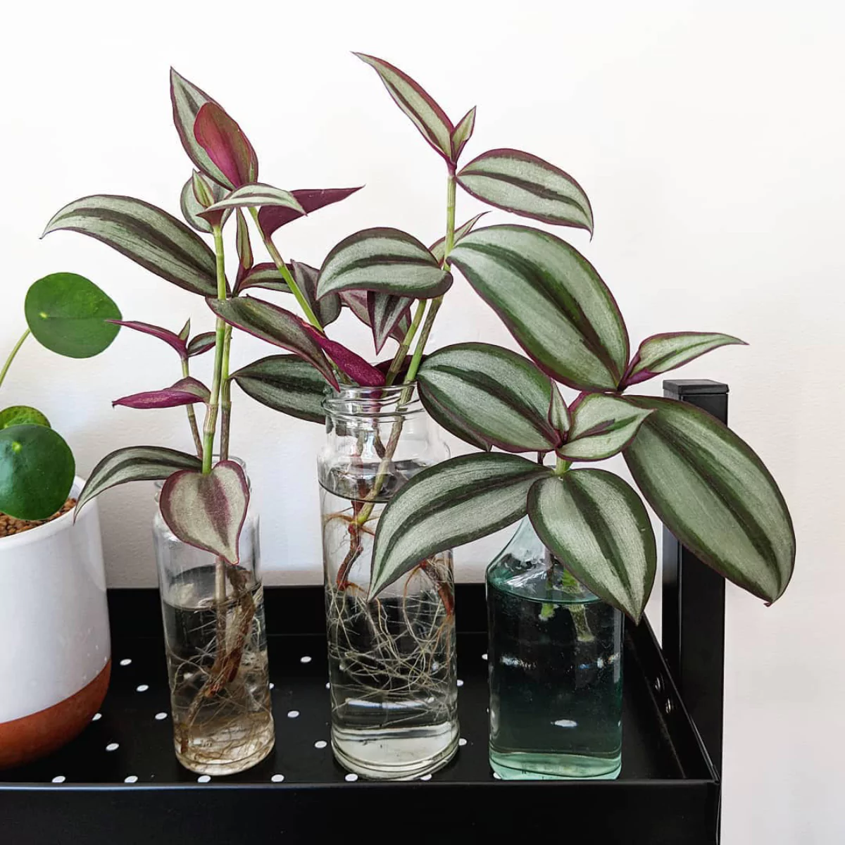 3 buah anaman hias tradescantia di dalam botol beling transparan yang diisi air.