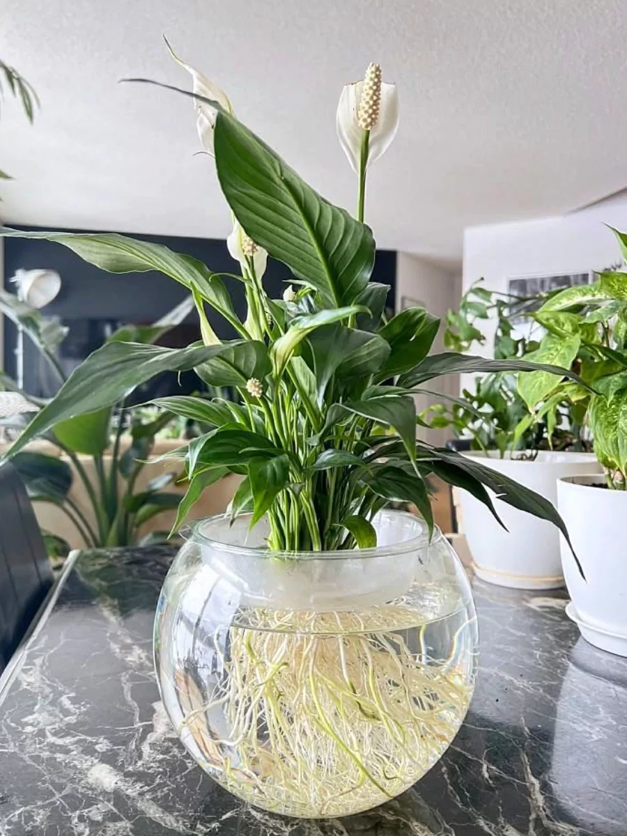 Tanaman hias peace lily di dalam pot bundar kaca bening yang diisi air.
