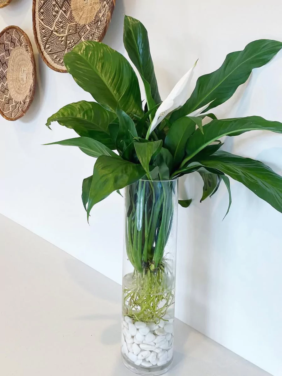 Tanaman hias peace lily di dalam vas kaca yang diisi air.