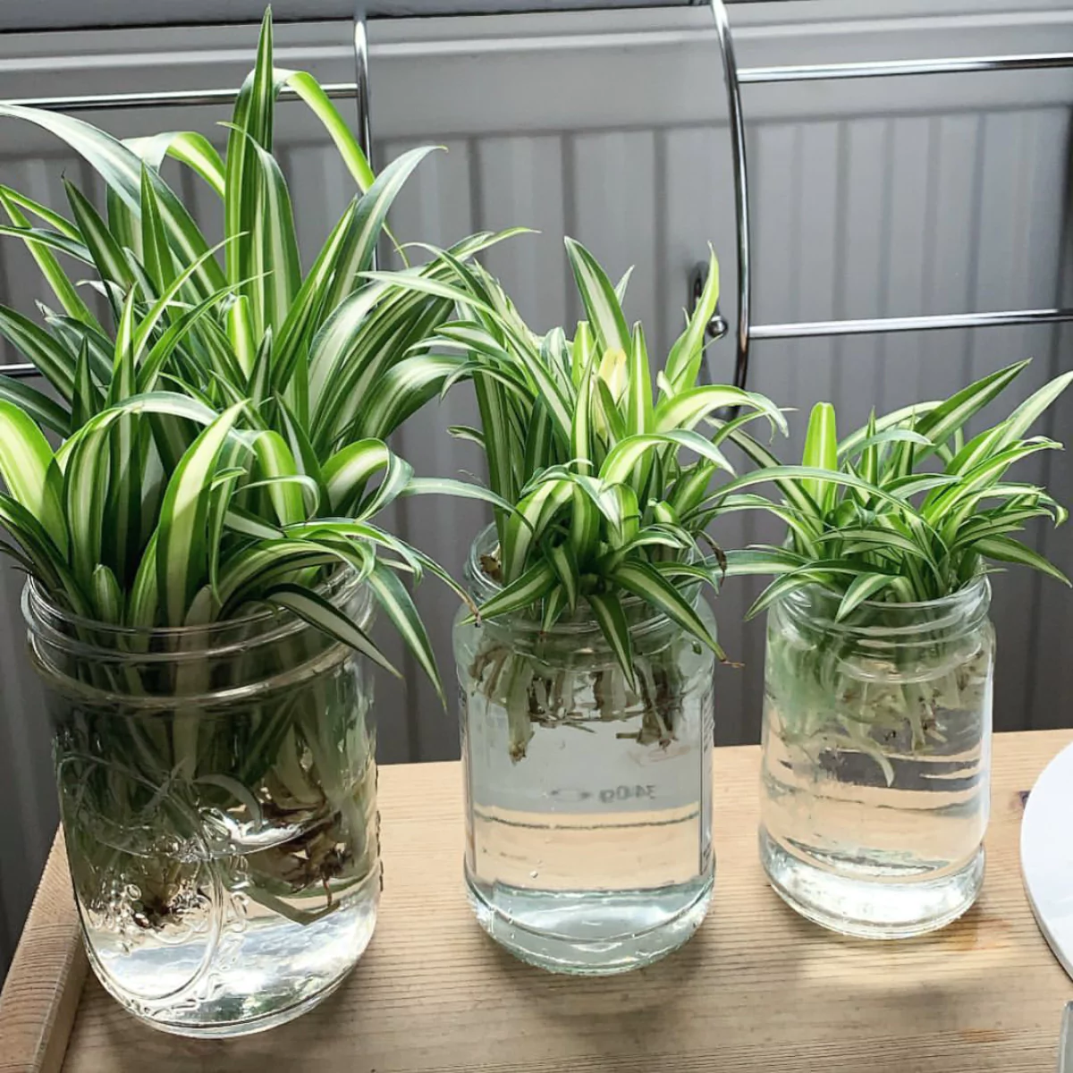 Tiga buah tanaman hias lili paris yang ditanam di air di dalam gelas.