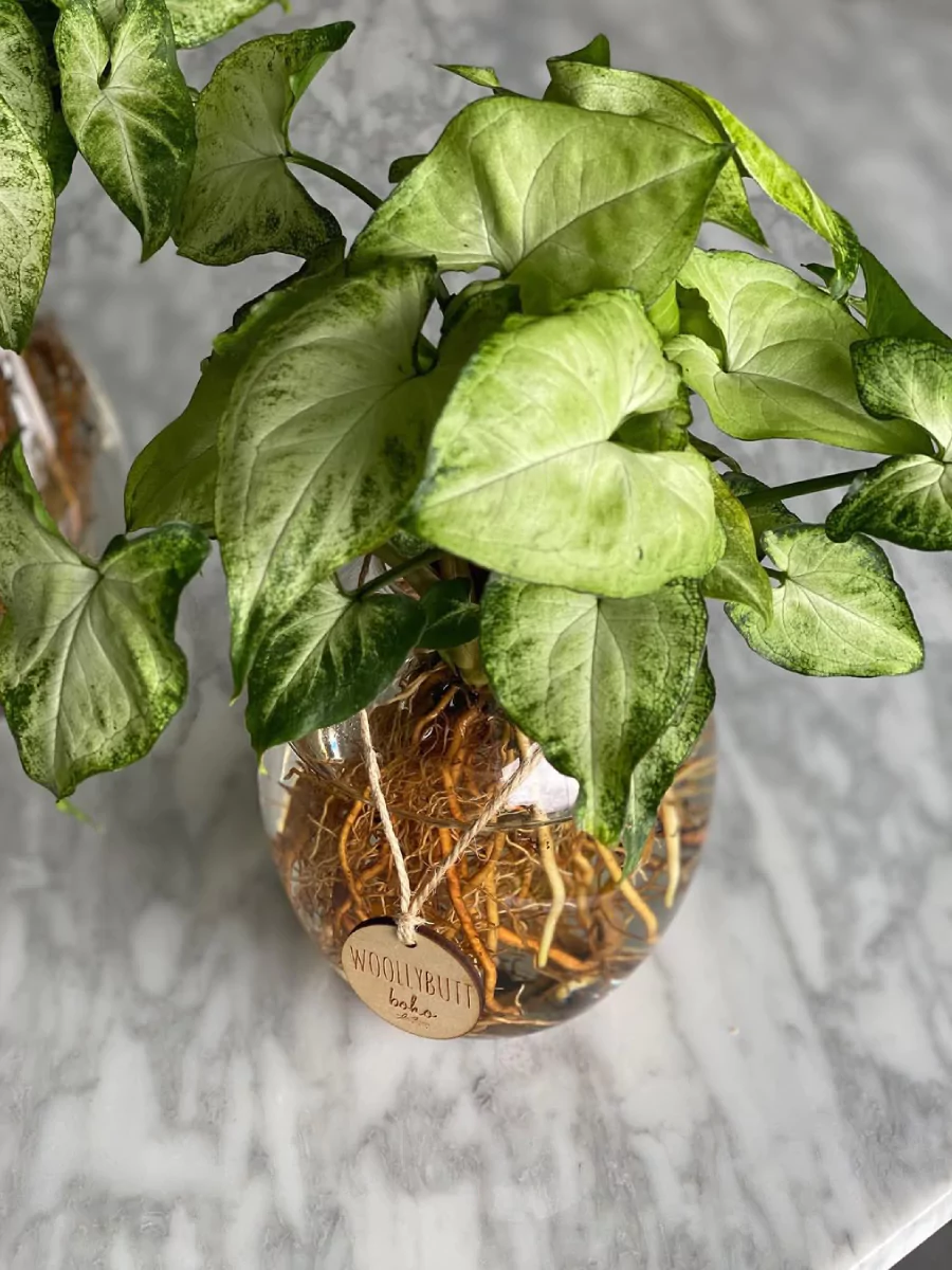 Tanaman hias syngonium di vas bunga transparant berisi air.