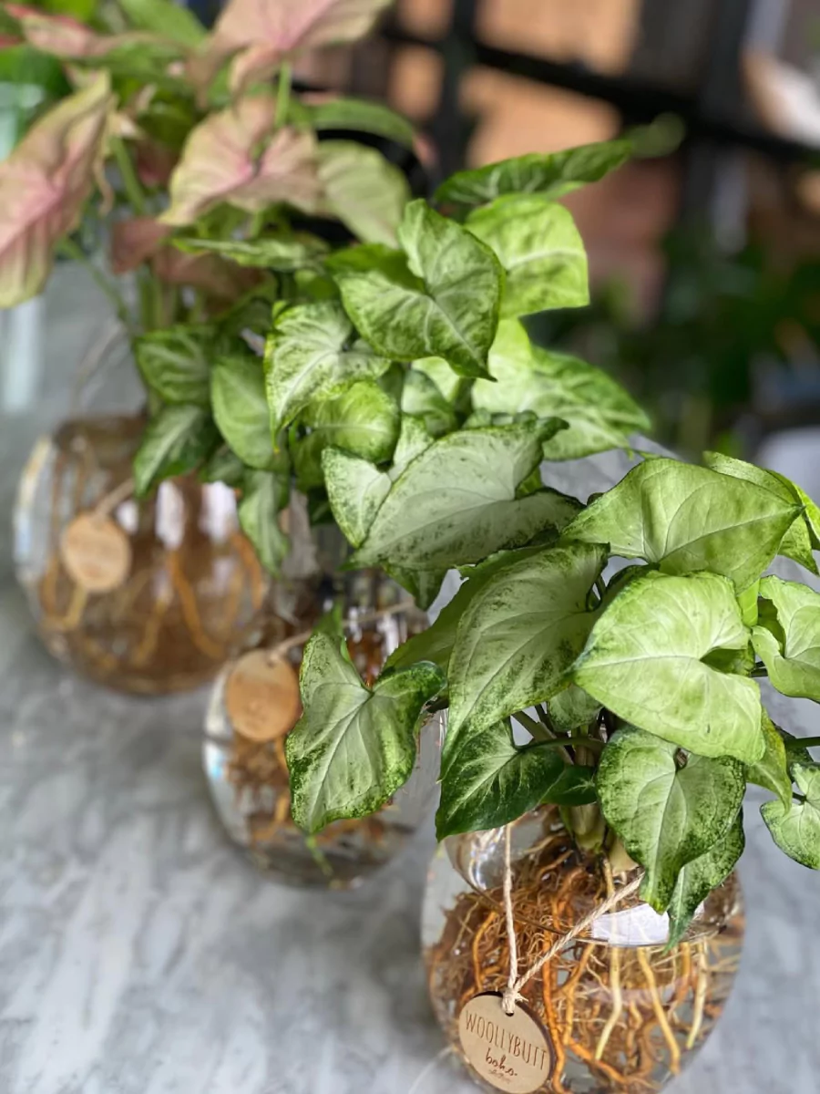 3 buah tanaman hias syngonium di vas bunga transparant berisi air.