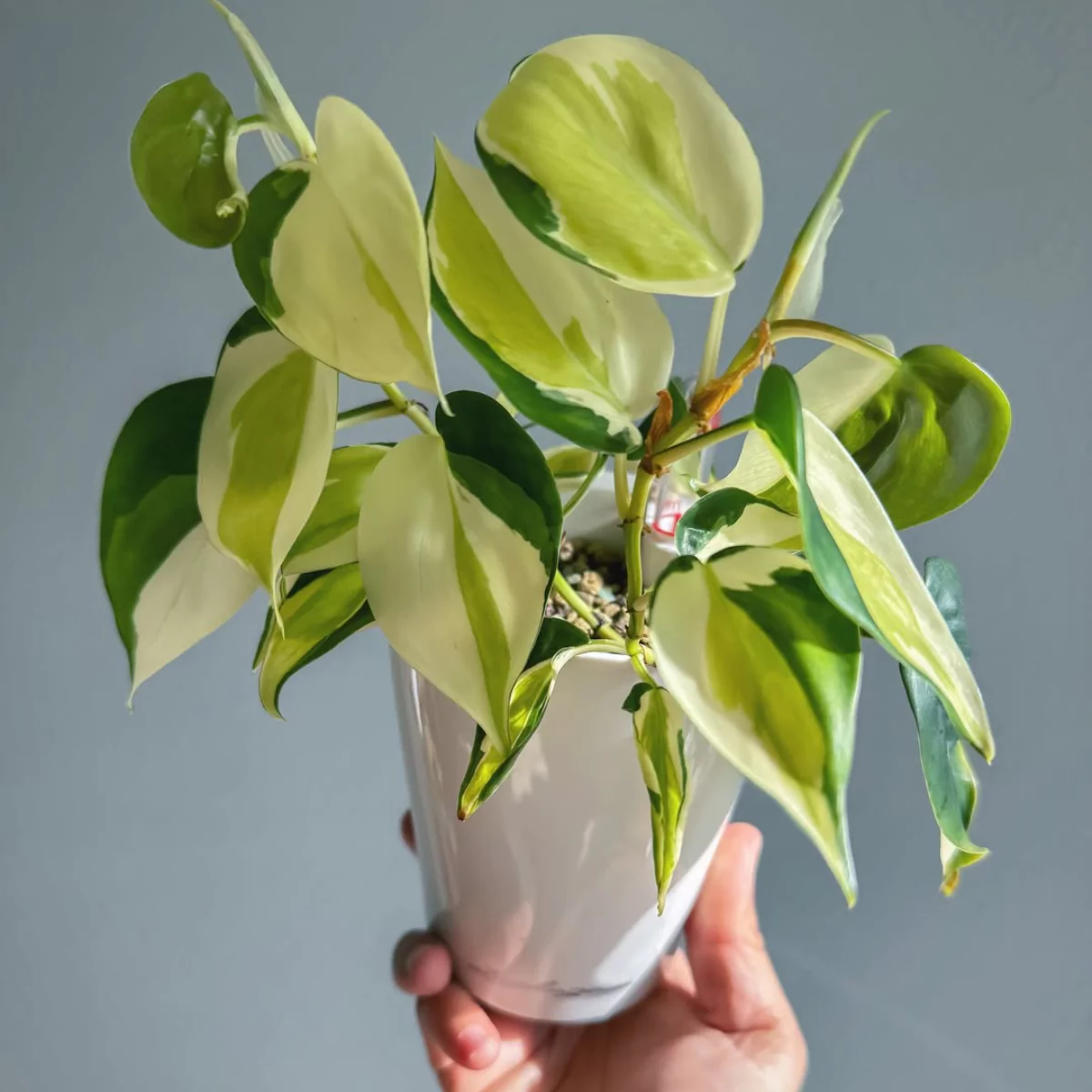 Tanaman hias Philodendron Heartleaf di dalam pot keramik putih yang dipegang.