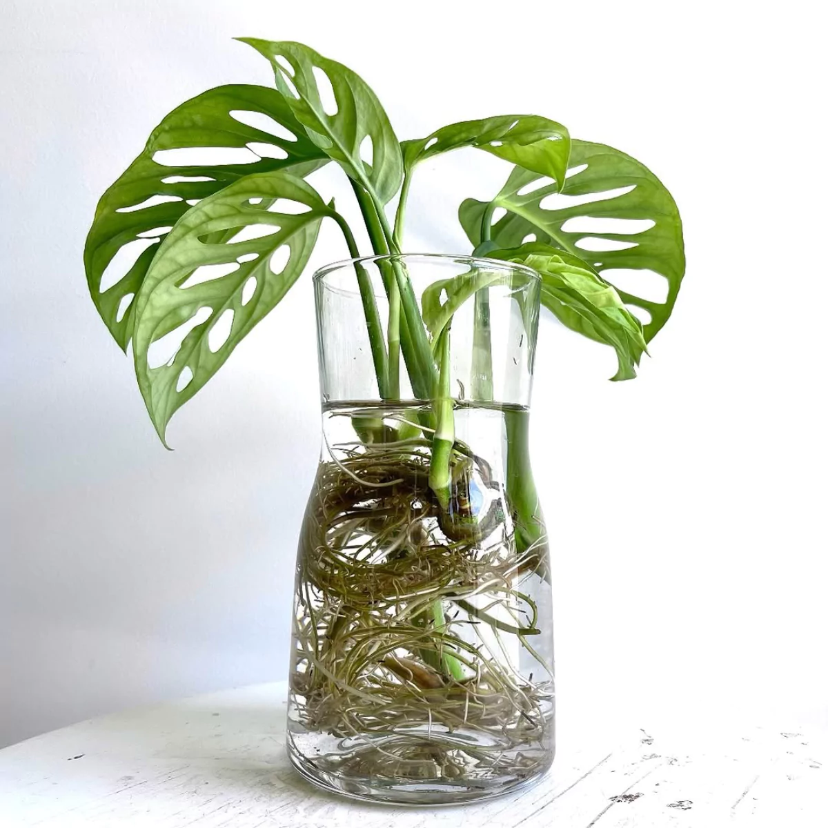 Tanaman janda bolong di dalam vas transparan yang diisi air.