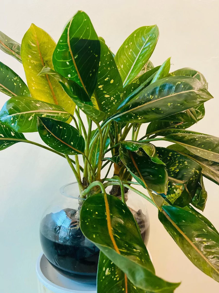 Tanaman algaonema di dalam pot kaca yang berisi tanah basah.