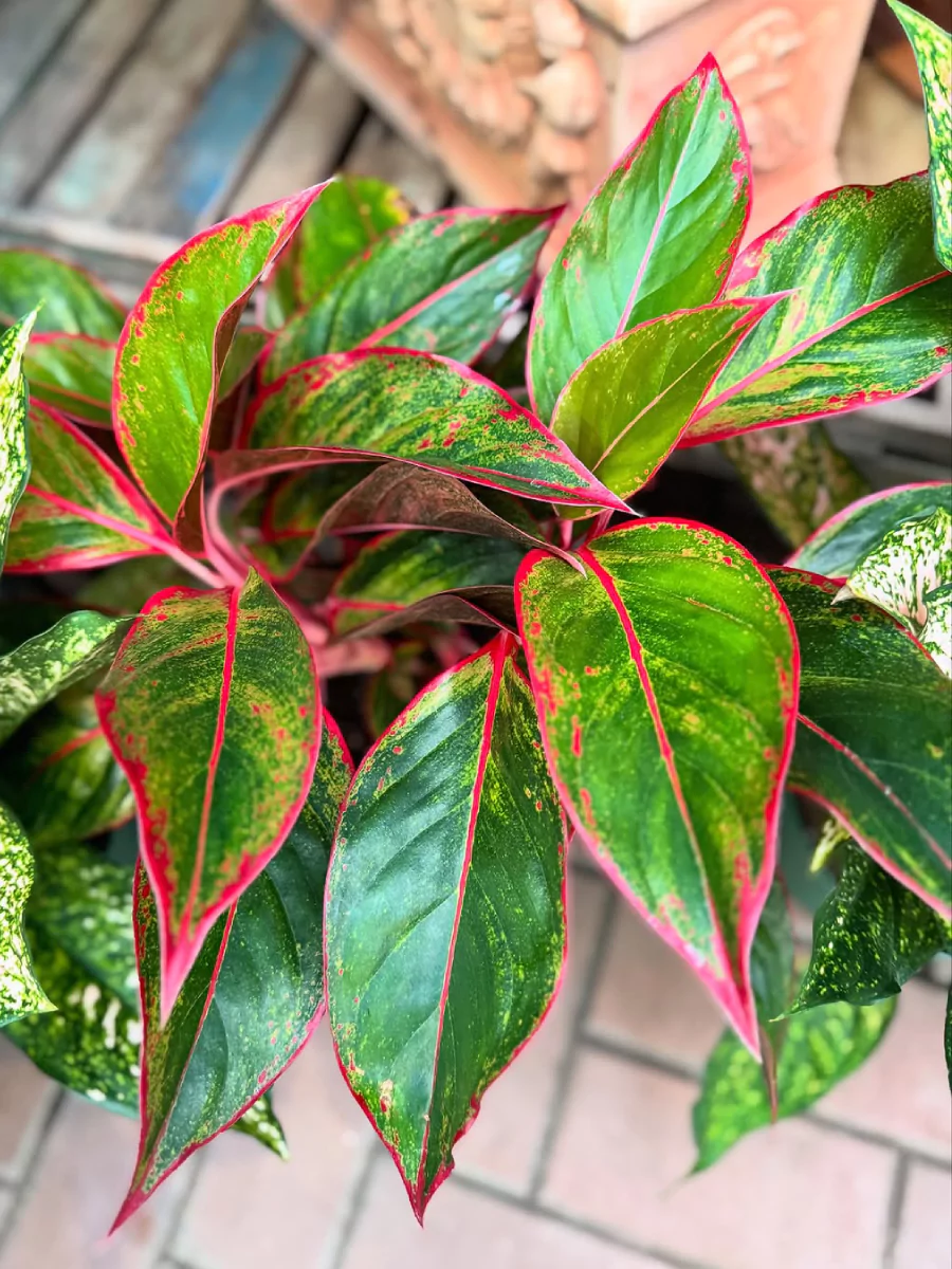 Tanaman hias algaonema dengan garis merah.