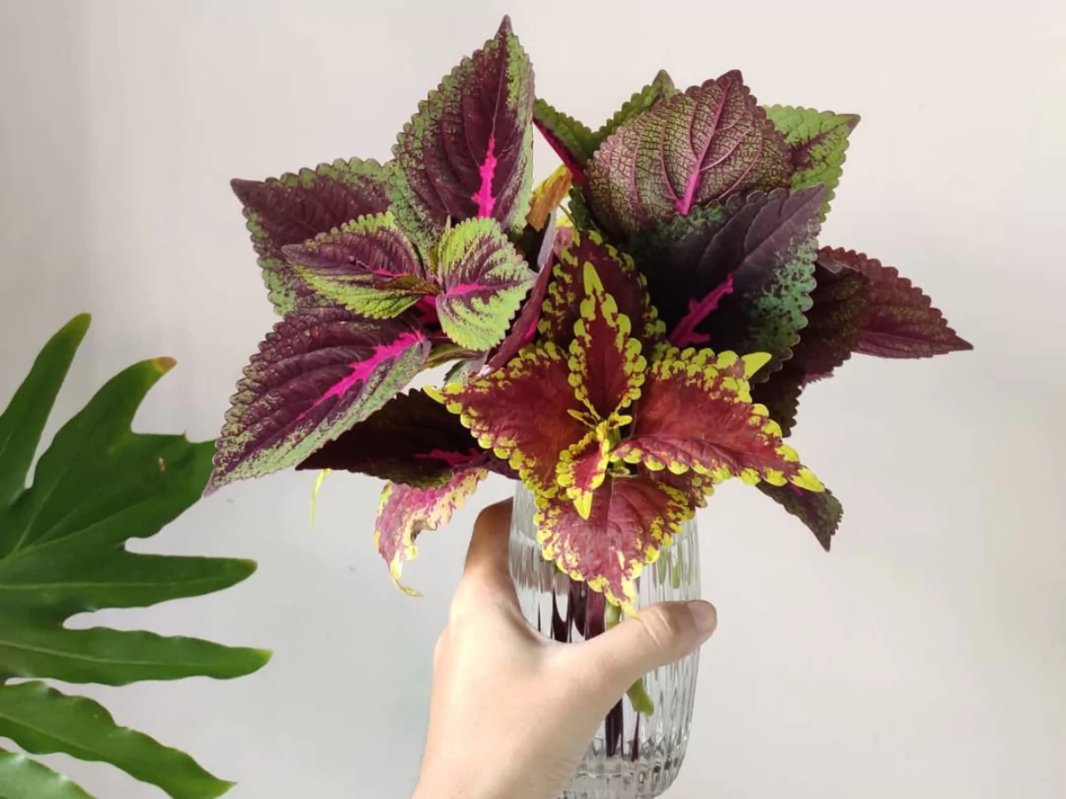 Tanaman hias coleus di dalam gelas beling transparan diisi air.