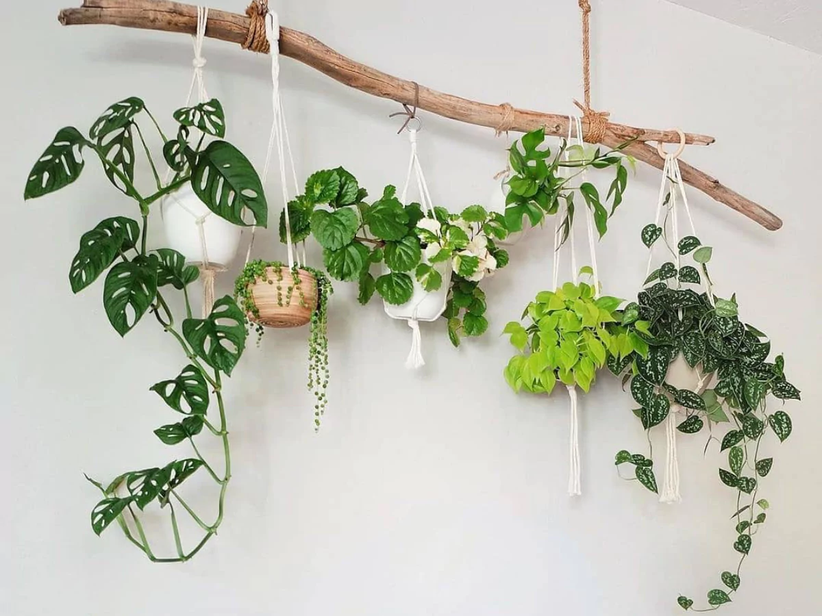 Berbagai jenis tanaman hias indoor yang digantung.