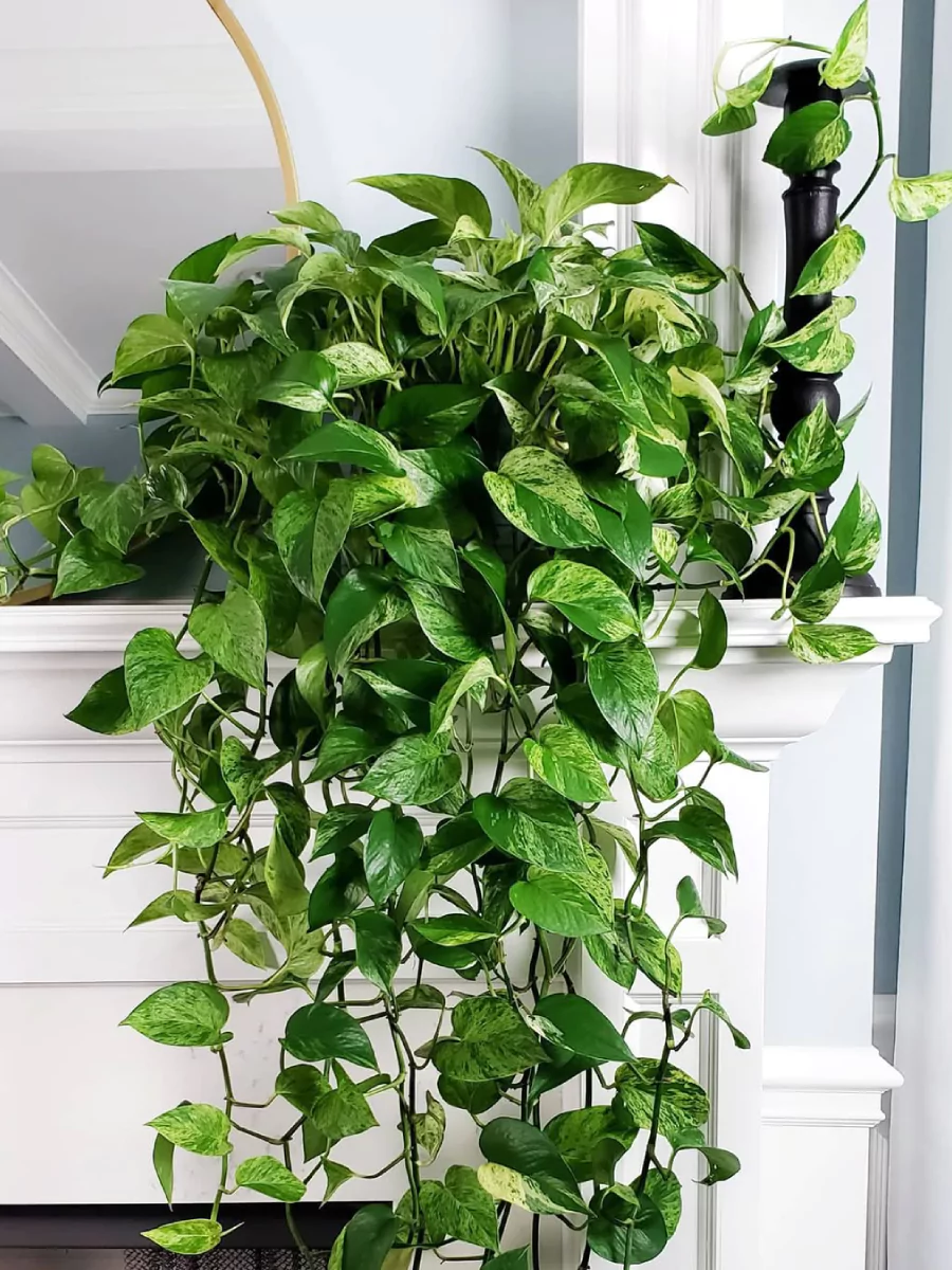 Tanaman hias sirih gading rimbun di atas etalase tembok.