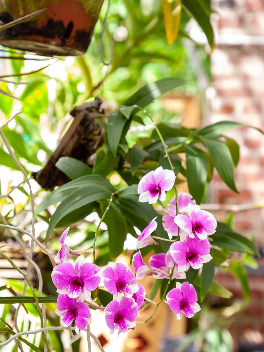 Bunga anggrek ungu yang dicatok di pohon.