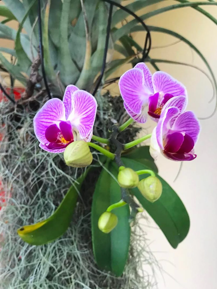 Bunga anggrek ungu yang dicatok di tanaman lain.