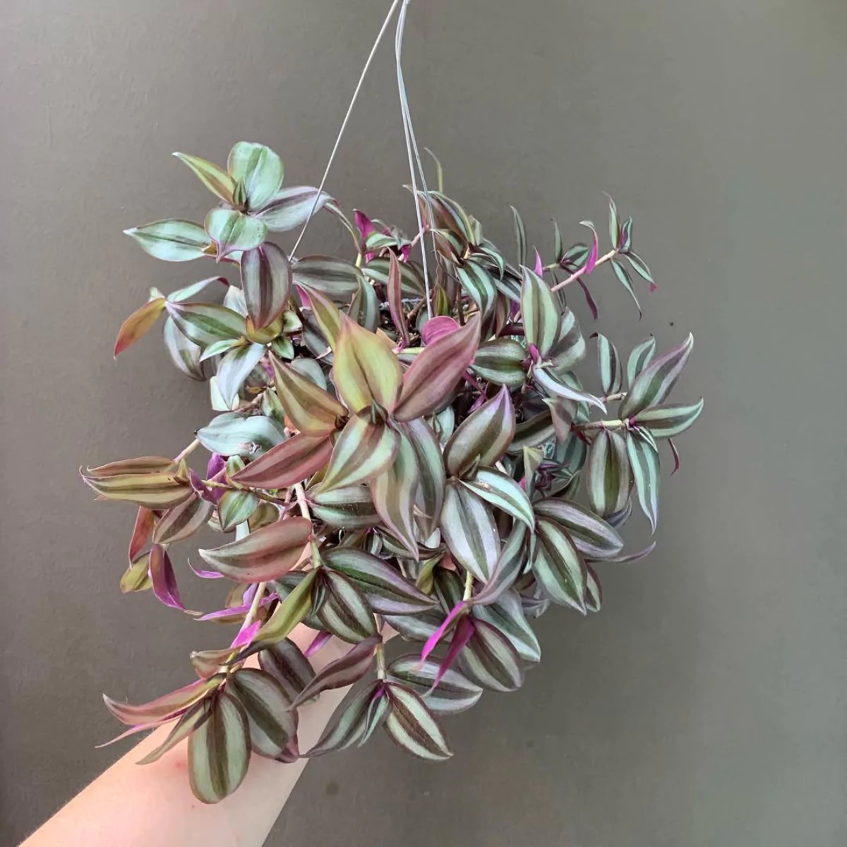 Tanaman hias Tradescantia Zebrina rimbun menutupi pot yang digantung.