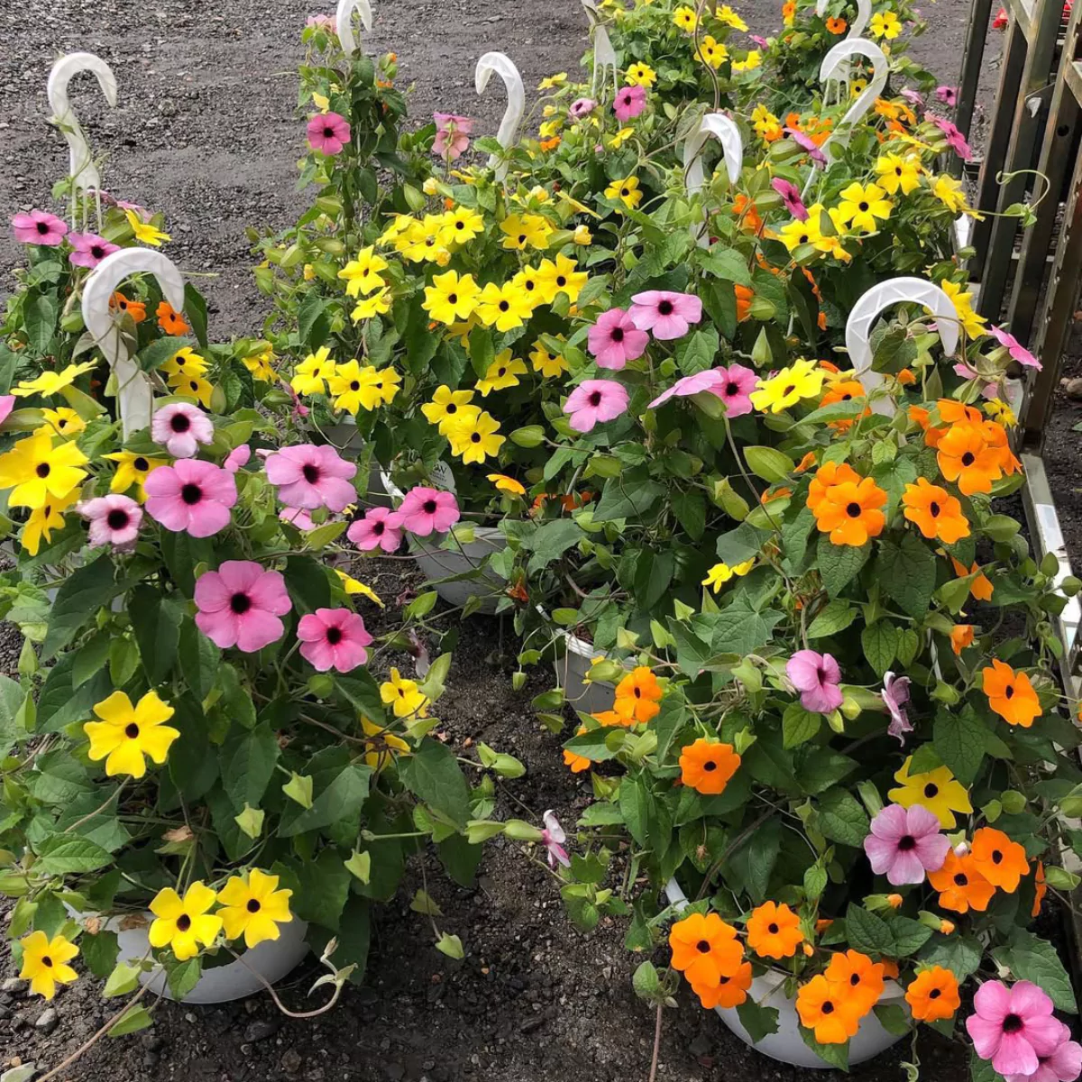 Banyak tanaman hias Black-Eyed Susan Vine dengan bunga berwarna kuning, oranye, dan merah muda.