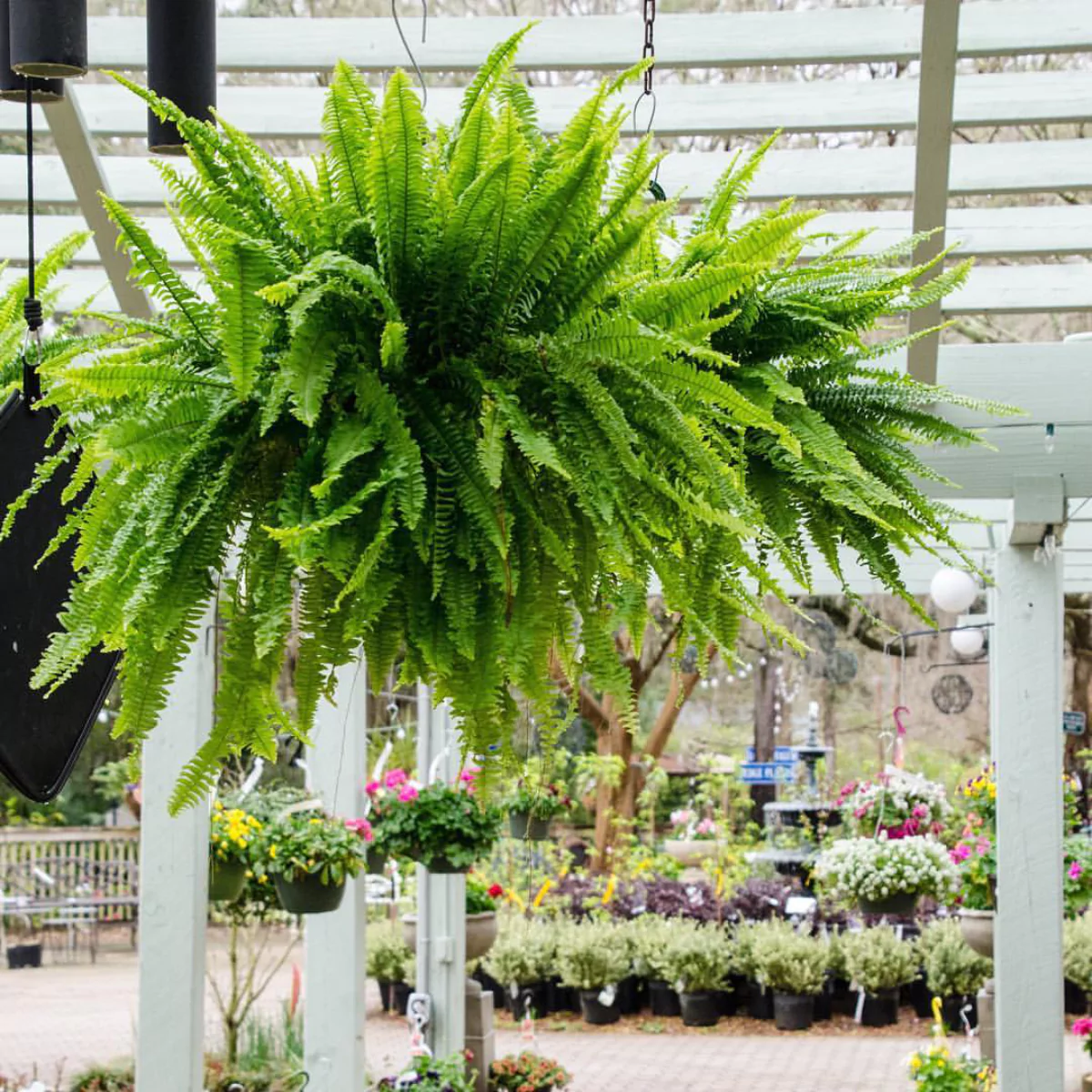 Tanaman hias pakis boston rimbun menutupi pot yang digantung.