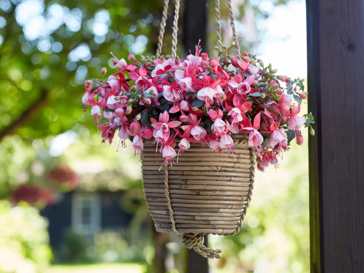 Tanaman hias fuchsia jenis hilda di dalam pot rotan yang digantung.