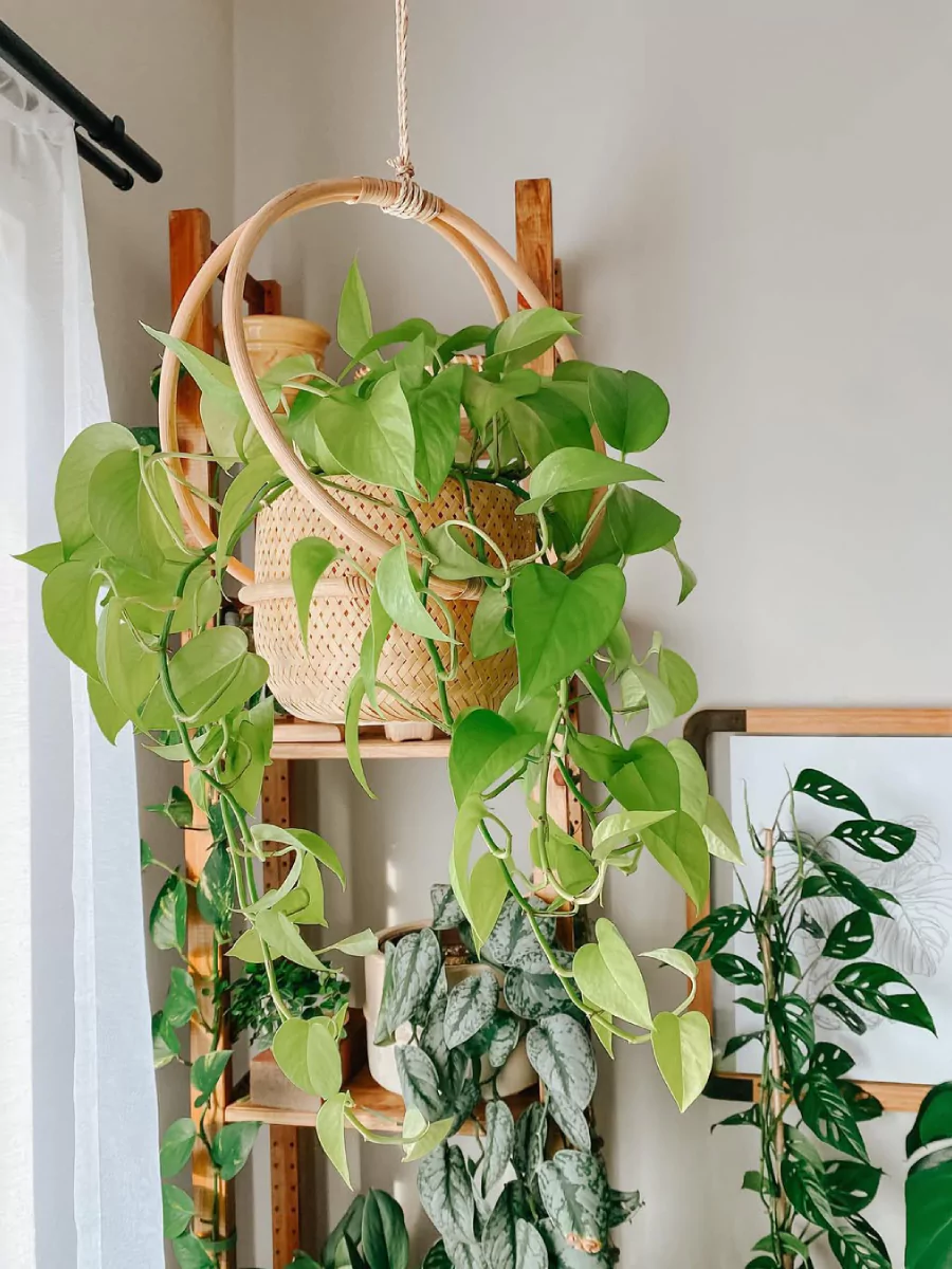 Tanaman hias sirih gading dengan pot rotan yang digantung.