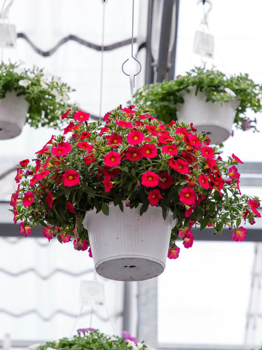 Tanaman hias petunia berbunga merah di dalam pot putih yang digantung.