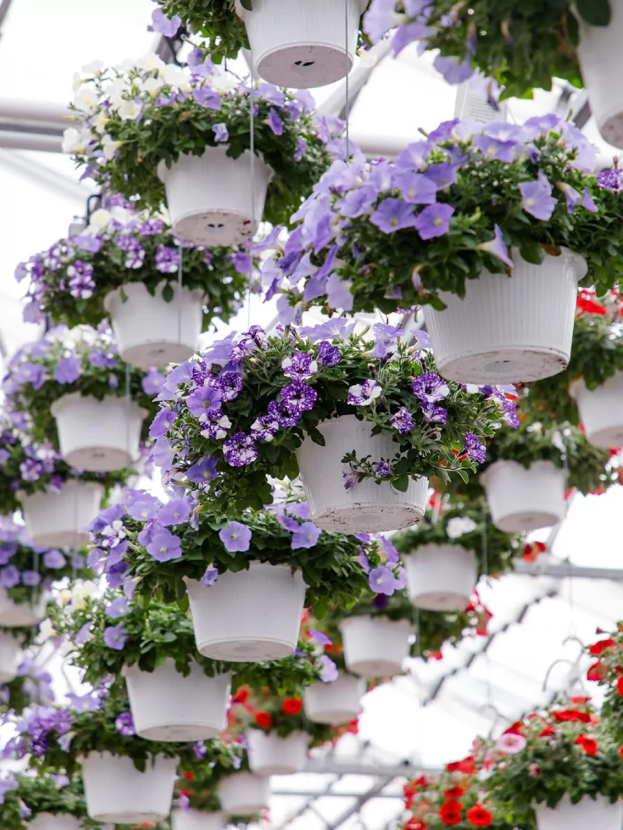 Banyak tanaman hias petunia berbunga ungu di pot putih yang digantung.