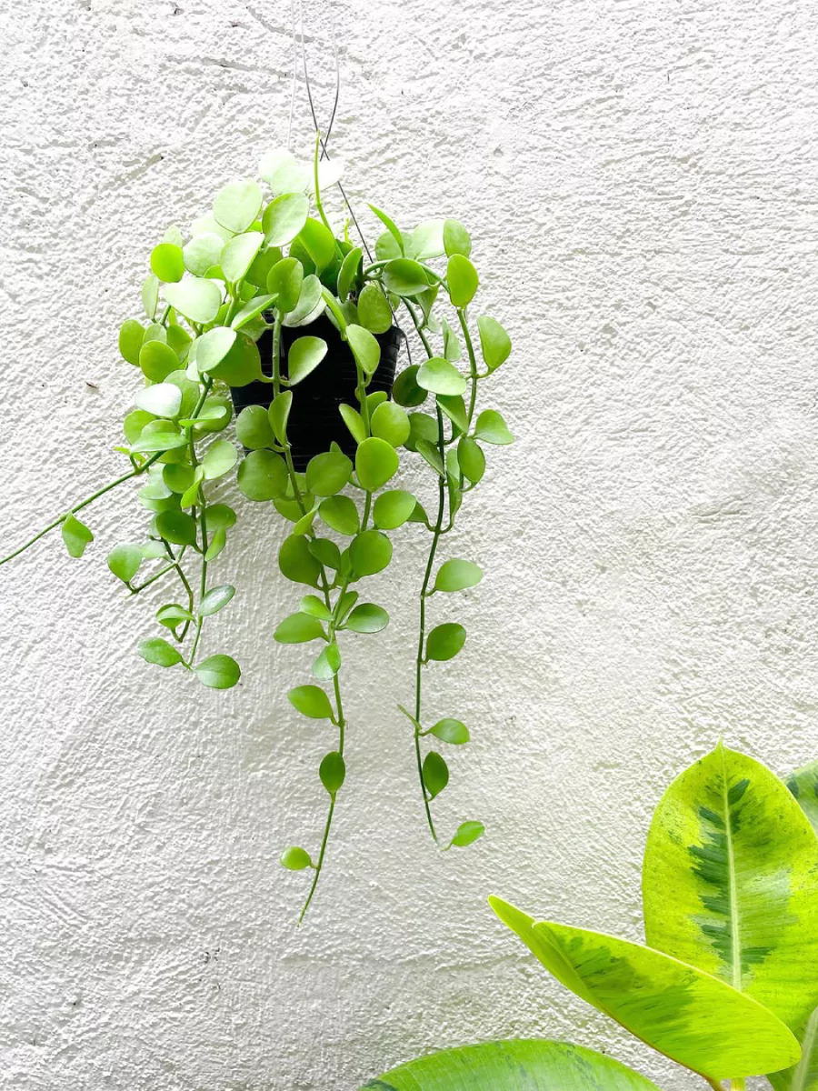 Tanaman hias Dischidia Geri jenis apel dengan pot hitam yang ditempel di tembok putih.