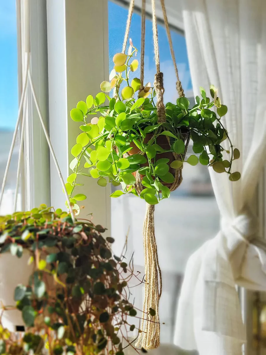 Tanaman hias Dischidia Geri dengan pot gerabah yang digantung menggunakan tali.