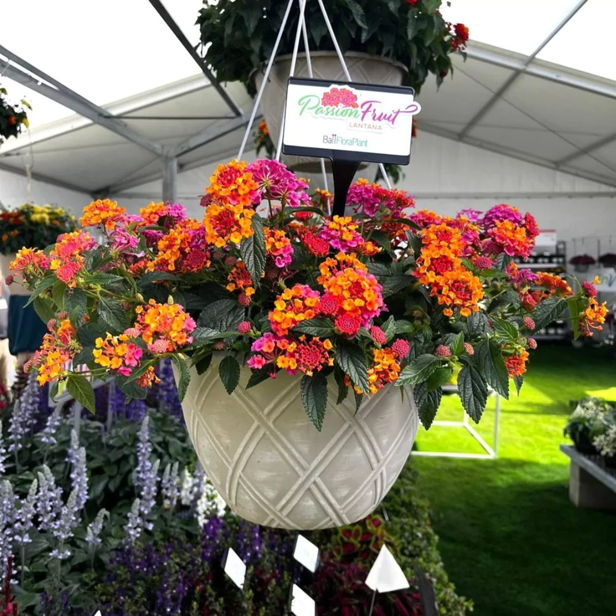 Tanaman hias lantana dengan bunga berwrna oranye, merah, dan ungu di dalam pot putih yang digantung.