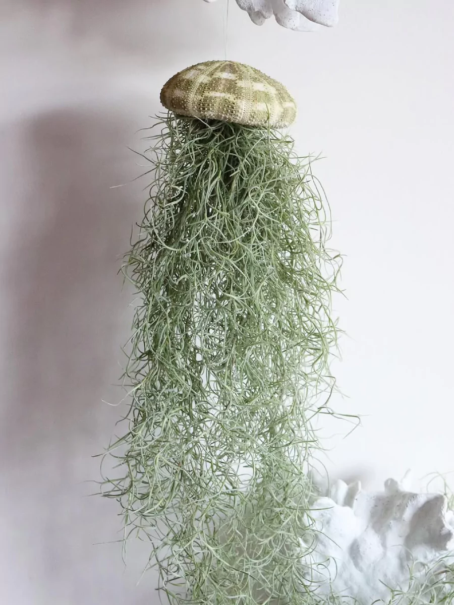 Tanaman hias jenggot musa yang ditanamn terbalik dan digantung.