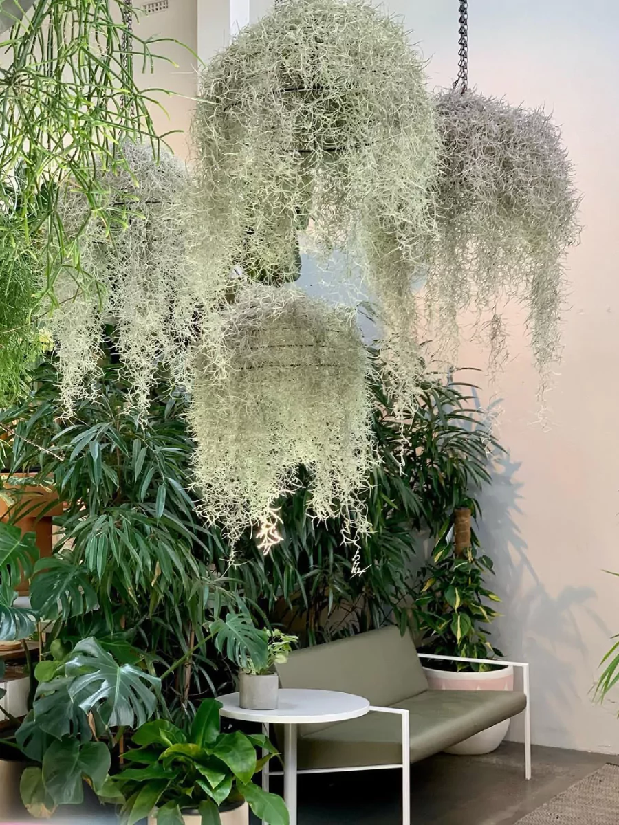 4 buah tanaman hias jenggot musa yang digantung menggunakan rantai.