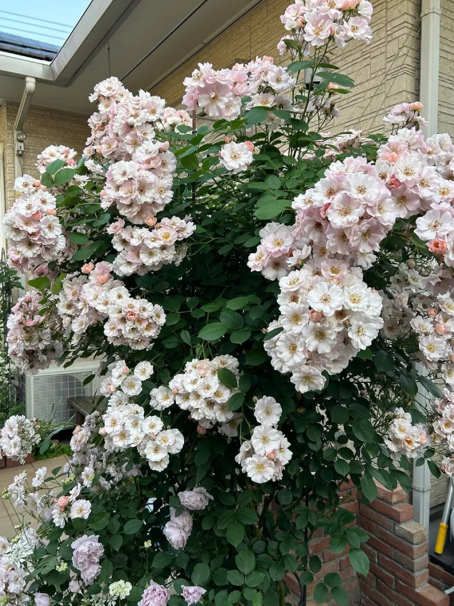 Bunga mawar putih rimbun di halaman rumah.