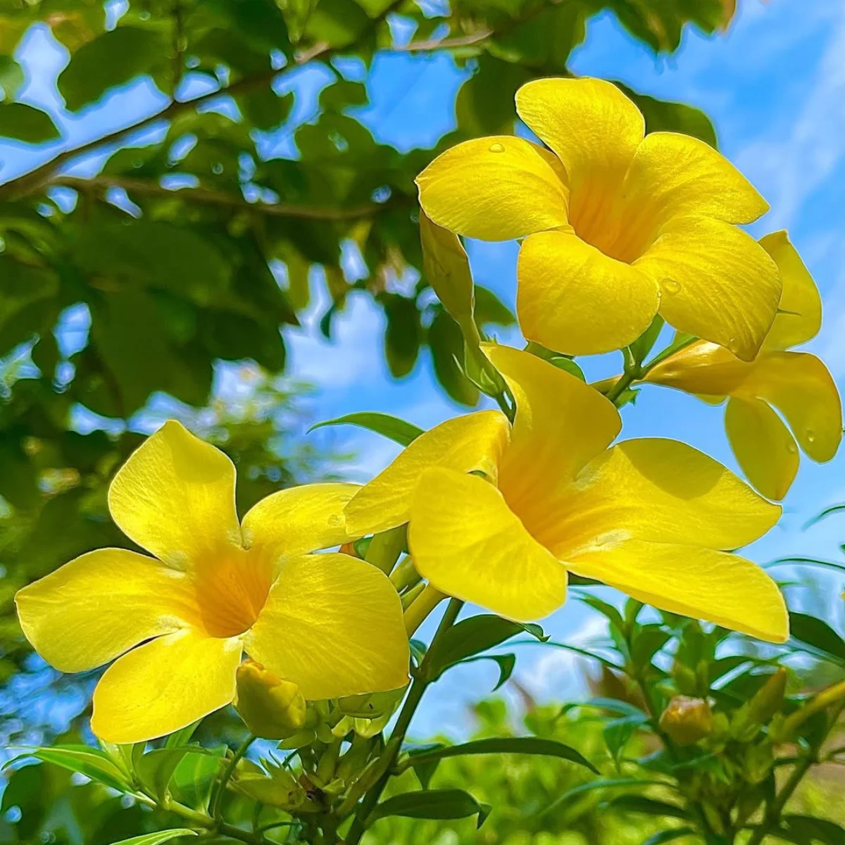 Bunga alamanda warna kuning.