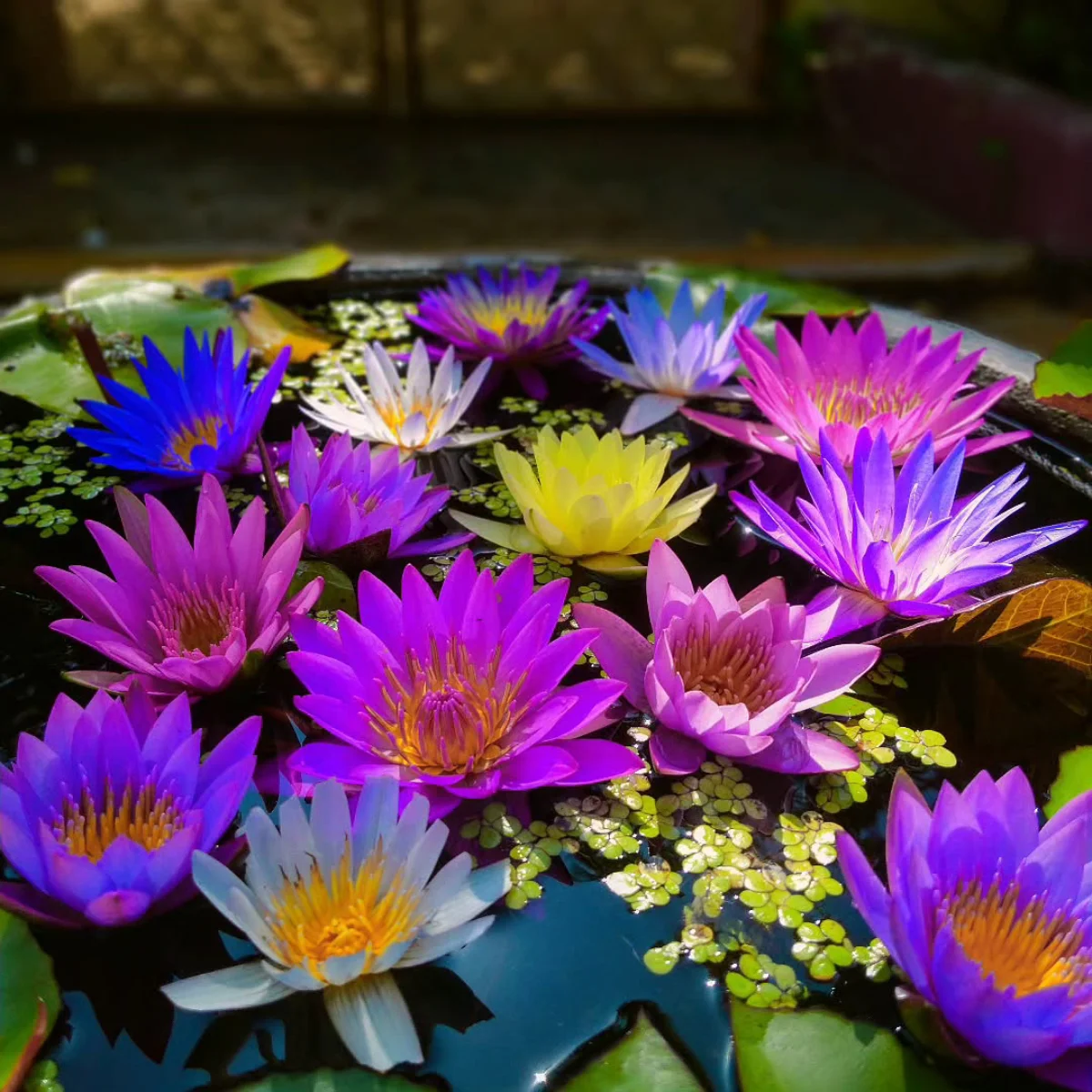 Bunga teratai warna biru, ungu, putih, kuning, dan merah muda di atas air.