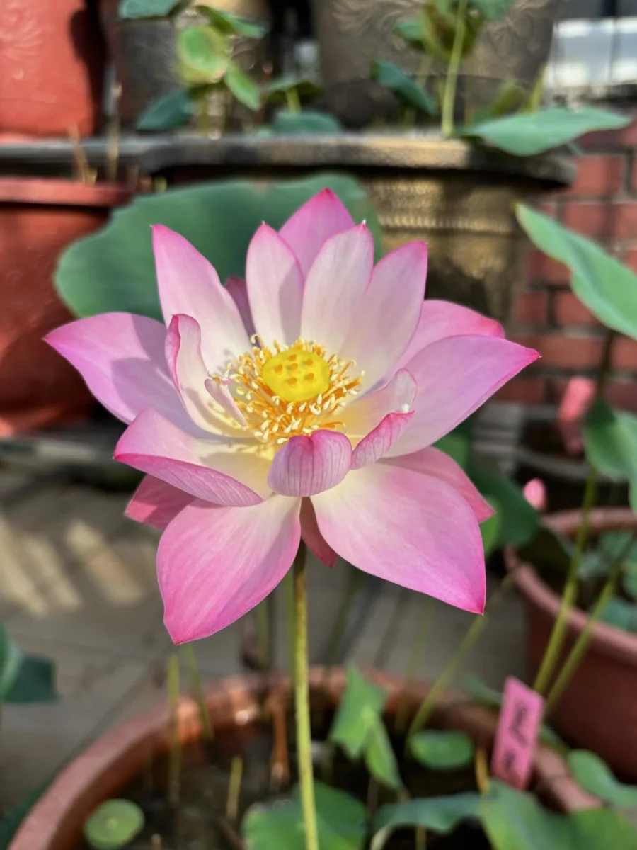 Bunga lotus warna merah muda.