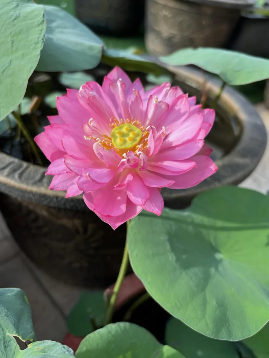 Bunga lotus warna merah muda.