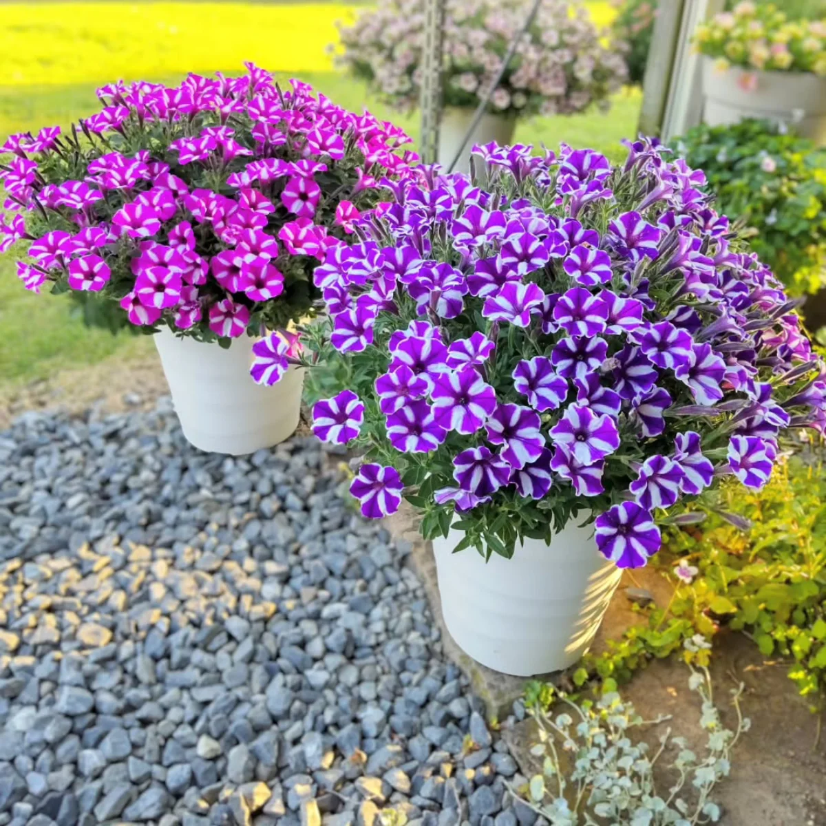 Bunga petunia wanra merah muda dan ungu di pot putih besar.