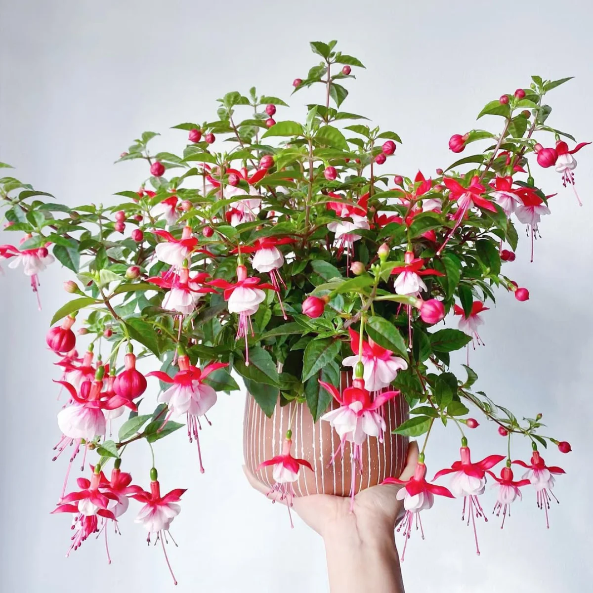 Bunga fuchsia merah putih di pot coklat yang diangkat.